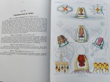 Ernst haeckel system gebraucht kaufen  Alken, Löf, Wolken