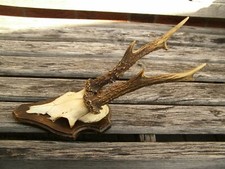 Schöner 6er rehbock gebraucht kaufen  Bad Hönningen