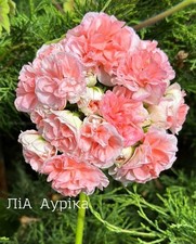 Pelargonium lia aurika for sale  WINSCOMBE