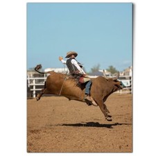 Bullriding bull rodeo for sale  SELBY