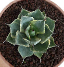 Agave isthmensis delaware usato  Napoli