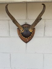 Vintage pronghorn antelope for sale  New Cumberland