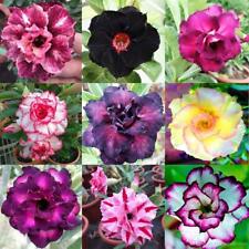 Mixed color desert for sale  Russell