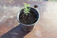 Desert ironwood tree for sale  Parker