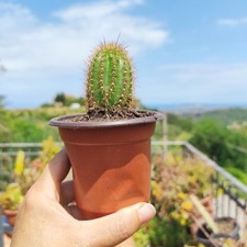 Vaso tricho spachianus usato  Barcellona Pozzo di Gotto