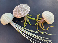 Sea urchin shells for sale  BROMYARD