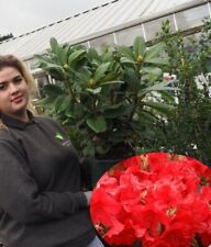Rhododendron vulcan flame for sale Rhododendron vulcan flame for sale  HARLOW