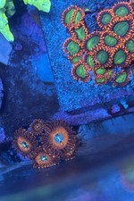 Wysiwyg live coral for sale  Staten Island