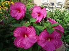 Luna rose hardy for sale  Wichita