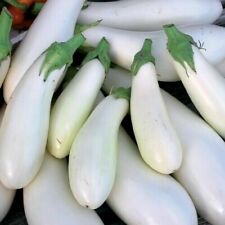 20 NASION ORGANICZNYCH ORGANICZNYCH Włoski bakłażan Blanka Bakłażan Bakłażan Śnieżna biel na sprzedaż  Wysyłka do Poland