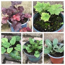 stauden pflanzen gebraucht kaufen  Simmern/ Hunsrück