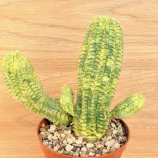 euphorbia tirucalli usato euphorbia tirucalli usato Baranzate