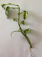 Efeutute epipremnum joy gebraucht kaufen  Nürnberg