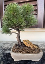 Bonsai pino bosniaco usato Bonsai pino bosniaco usato  Trescore Balneario