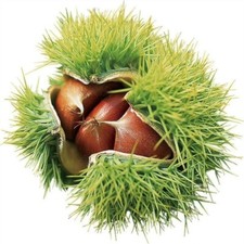 Sweet chestnut fruit for sale  LANCASTER