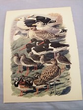 Tunnicliffe bird print. for sale  CHIPPENHAM