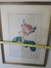 Redoute rosa centifolia d'occasion  Expédié en Belgium