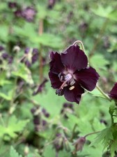 Black geranium bare for sale  MALVERN