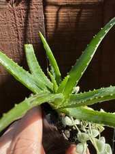 Aloe vera succulent for sale  San Diego