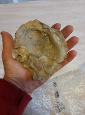 Conchiglia fossile gigante usato Conchiglia fossile gigante usato  Verrayes