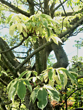 Variegated ceiba pentandra d'occasion  Expédié en Belgium