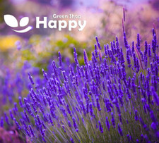300 seeds best for sale  DONCASTER