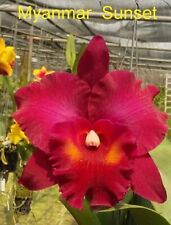 Rare cattleya rlc for sale Rare cattleya rlc for sale  HALSTEAD