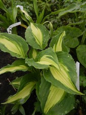 Hosta elisabeth campbell gebraucht kaufen  Hesel