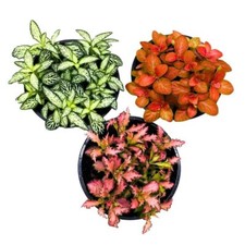 Fittonia nerve plant for sale  Apopka