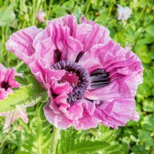 Papaver bolero oriental for sale  UK