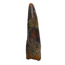 Spinosaurus aegyptiacus fossil gebraucht kaufen  Leipzig