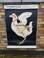 Chicken skeleton original for sale  UK