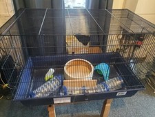 One rat hamster for sale  THORNTON HEATH