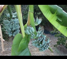 tree banana for sale  Dayton
