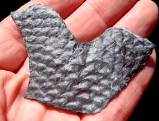 plant fossils for sale plant fossils for sale Birmingham