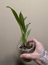 Miltassia dark star for sale  SUTTON COLDFIELD