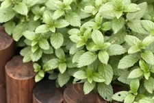 Live orange mint for sale  Guys Mills