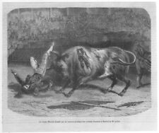 Stampa antica corrida usato  Staranzano