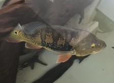 Monoculus peacock bass for sale  Anchorage