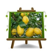 Agrumi limone sfusato usato  Bettona