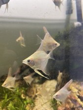 Pesci acquario dolce usato  Bovezzo
