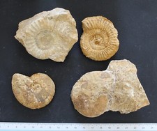 Ammonites fossiles jurassique d'occasion  Moyon