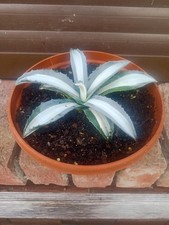 Agave americana mediopicta gebraucht kaufen  Visselhövede