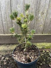 Japanese white pine for sale  CHORLEY