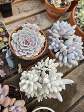 Strong succulents 15cms for sale  DONCASTER