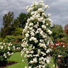 Rose iceberg premium for sale  UK