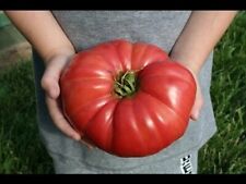 Giant pink tomato for sale  Julian