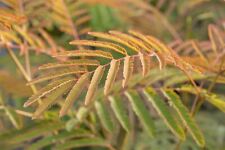 Albizia julibrissin ernest gebraucht kaufen  Westerstede