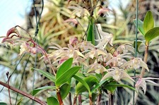 Dendrobium kingianum weisser gebraucht kaufen  Mannheim