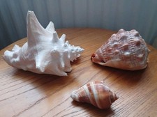 Vintage sea shells for sale  TEWKESBURY